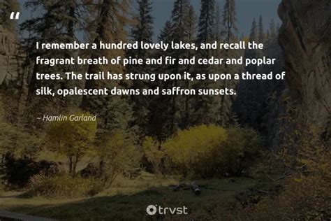 41 Pine Tree Quotes Inspiring Forest Walks Amongst the Trees.